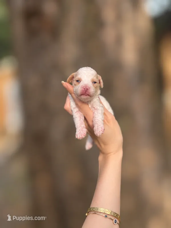 Gillian  – Poodle - Toy  puppy for sale in Nevada City, CA