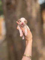 Gillian , a female Poodle - Toy  for sale in Nevada City, CA – 1 of 3