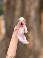 Gillian , a female Poodle - Toy  for sale in Nevada City, CA – 3 of 3