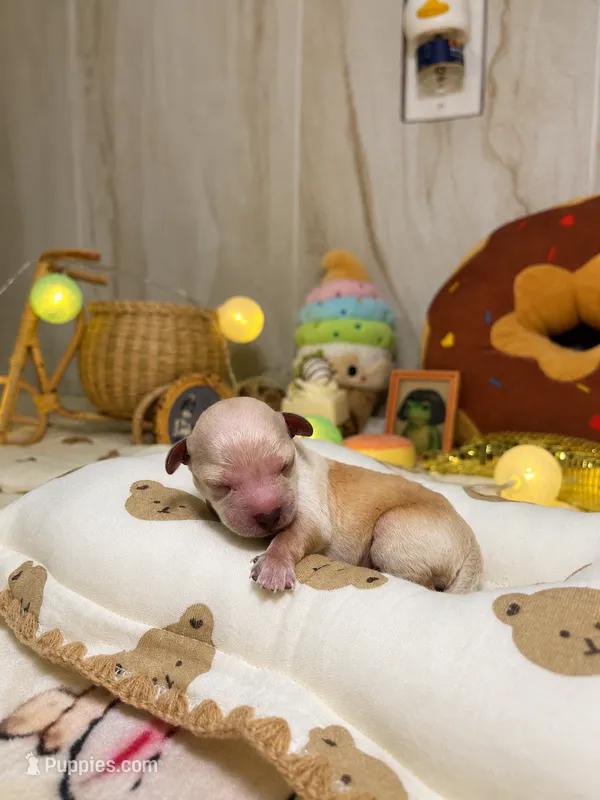 Jimmy – Poodle - Toy  puppy for sale in Nevada City, CA