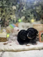 Sally, a female Poodle - Toy  for sale in Nevada City, CA – 5 of 6