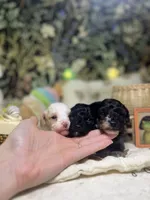 Sally, a female Poodle - Toy  for sale in Nevada City, CA – 3 of 6