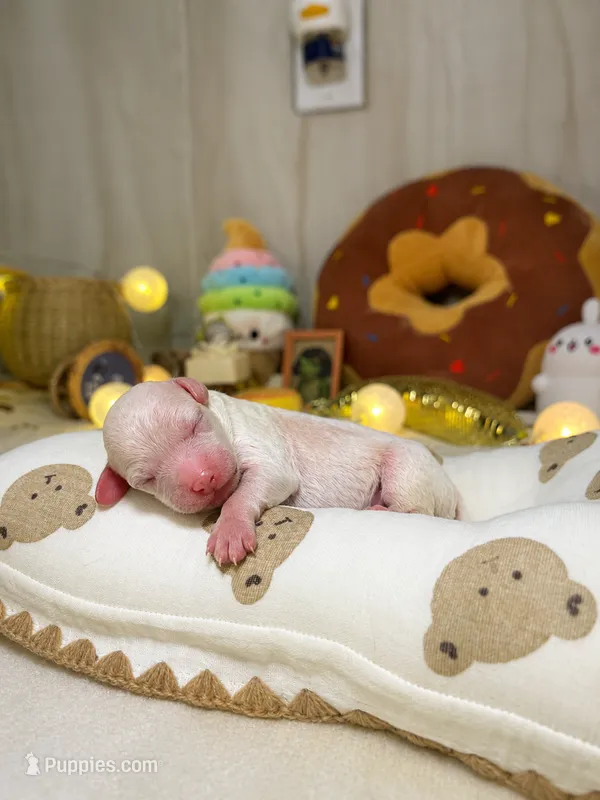 Vincent  – Poodle - Toy  puppy for sale in Nevada City, CA