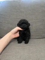 Sal, a female Poodle - Toy  for sale in Nevada City, CA – 3 of 3