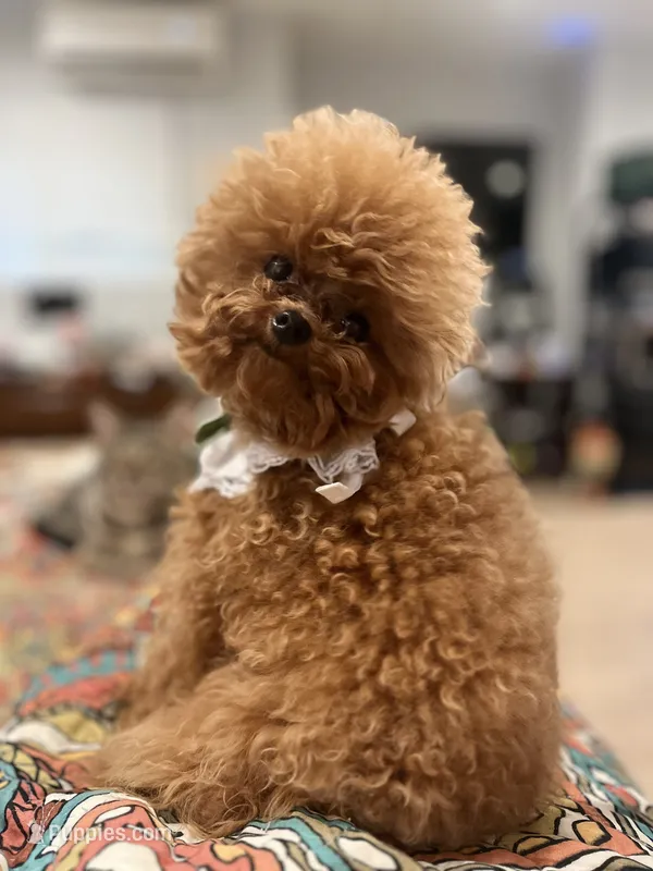 Eevee – Poodle - Toy  puppy for sale in Nevada City, CA