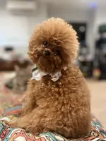 Eevee, a female Poodle - Toy  for sale in Nevada City, CA – 1 of 2