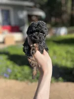 Ned, a male Poodle - Toy  for sale in Nevada City, CA – Photo 2 of 5