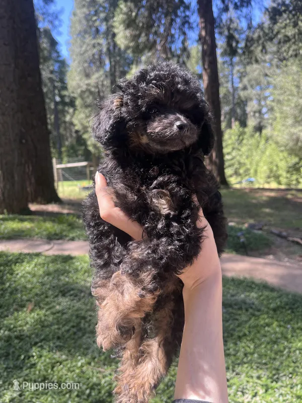 Ned – Poodle - Toy  puppy for sale in Nevada City, CA