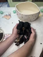 Ned, a male Poodle - Toy  for sale in Nevada City, CA – Photo 5 of 5