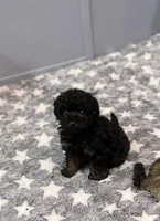 Ned, a male Poodle - Toy  for sale in Nevada City, CA – Photo 5 of 5