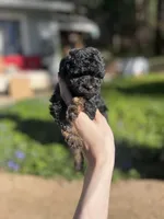 Ned, a male Poodle - Toy  for sale in Nevada City, CA – Photo 3 of 5