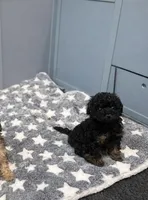 Ned, a male Poodle - Toy  for sale in Nevada City, CA – Photo 4 of 5