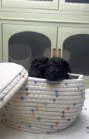 Ned, a male Poodle - Toy  for sale in Nevada City, CA – Photo 2 of 5