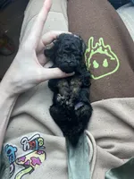 Ned, a male Poodle - Toy  for sale in Nevada City, CA – Photo 1 of 5