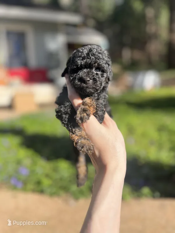 Ned – Poodle - Toy  puppy for sale in Nevada City, CA