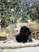 Sally, a female Poodle - Toy  for sale in Nevada City, CA – 4 of 6