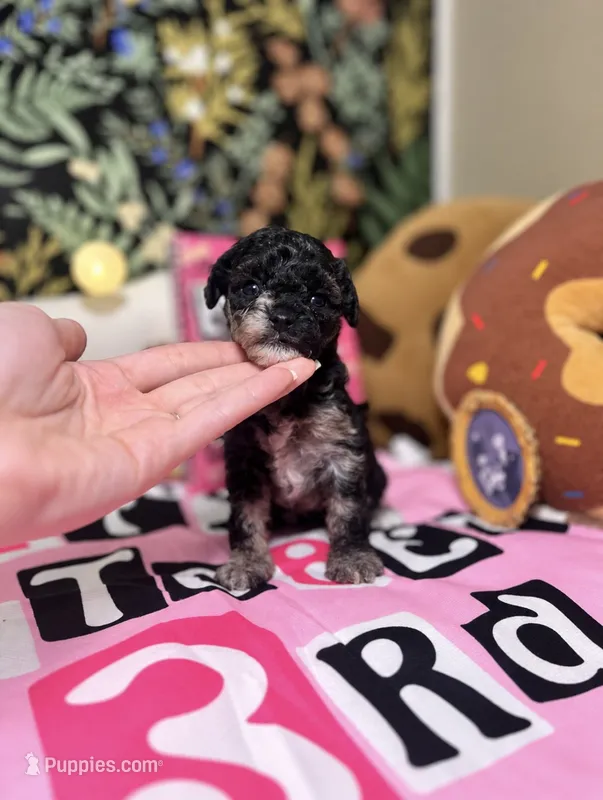 Sally – Poodle - Toy  puppy for sale in Nevada City, CA