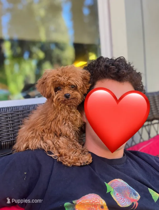 Eevee – Poodle - Toy  puppy for sale in Nevada City, CA