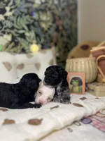Sally, a female Poodle - Toy  for sale in Nevada City, CA – 2 of 6