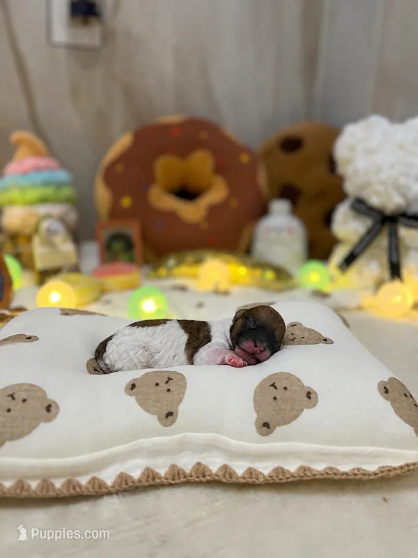 Gary – Poodle - Toy  puppy for sale in Nevada City, CA