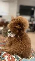 Eevee, a female Poodle - Toy  for sale in Nevada City, CA – 2 of 2