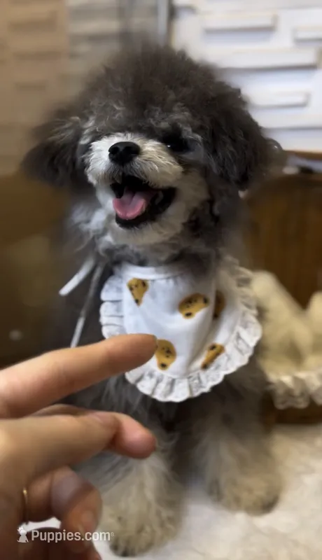 Boba – Poodle - Toy  puppy for sale in Nevada City, CA