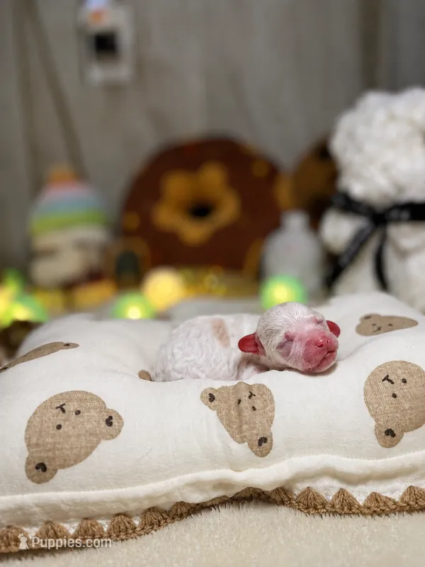 Gillian  – Poodle - Toy  puppy for sale in Nevada City, CA