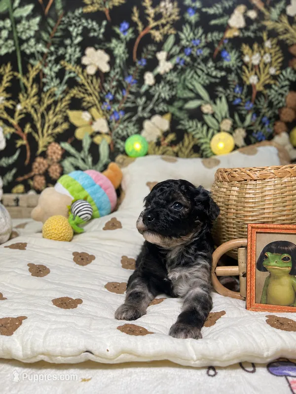 Sally – Poodle - Toy  puppy for sale in Nevada City, CA