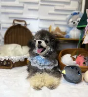 Boba, a male Poodle - Toy  for sale in Nevada City, CA – 1 of 2