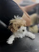 Sumo, a male Poodle - Toy  for sale in Nevada City, CA – 2 of 2