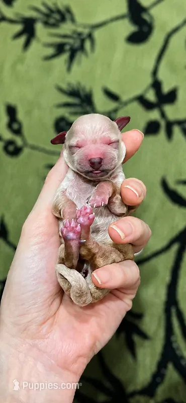 Jimmy – Poodle - Toy  puppy for sale in Nevada City, CA