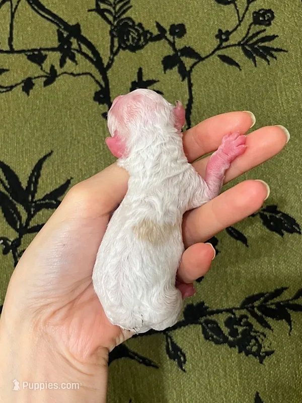 Gillian  – Poodle - Toy  puppy for sale in Nevada City, CA