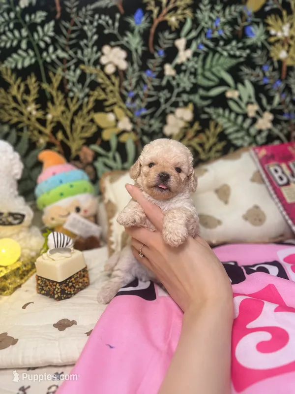 Vincent  – Poodle - Toy  puppy for sale in Nevada City, CA