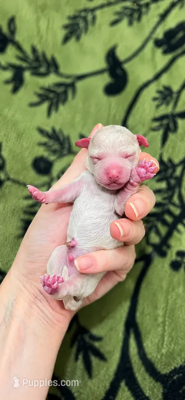 Vincent  – Poodle - Toy  puppy for sale in Nevada City, CA