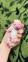 Vincent , a male Poodle - Toy  for sale in Nevada City, CA – 1 of 1