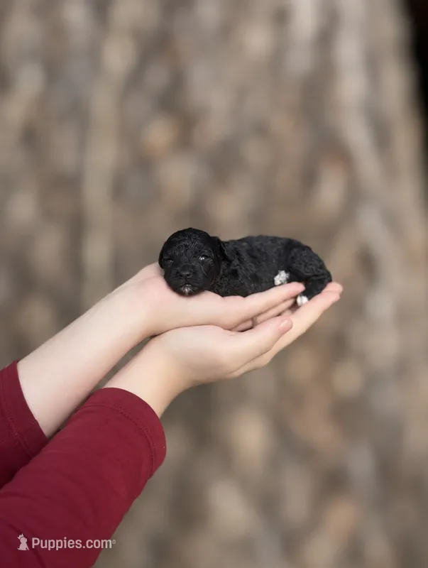 Frances – Poodle - Toy  puppy for sale in Nevada City, CA