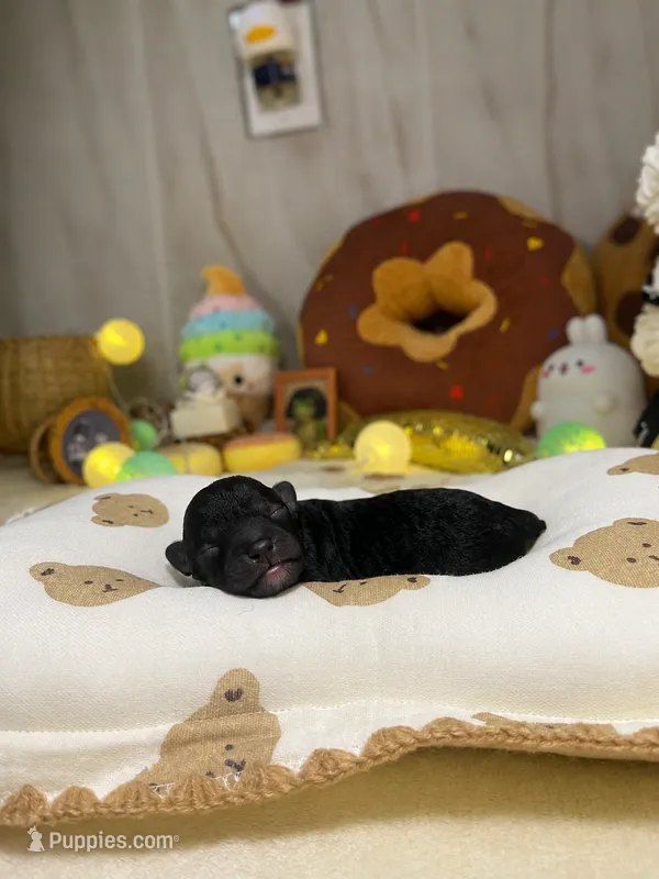 Frances – Poodle - Toy  puppy for sale in Nevada City, CA