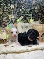 Sally, a female Poodle - Toy  for sale in Nevada City, CA – 6 of 6
