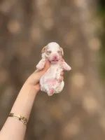 Gillian , a female Poodle - Toy  for sale in Nevada City, CA – 2 of 3