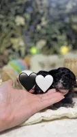 Sally, a female Poodle - Toy  for sale in Nevada City, CA – 3 of 3