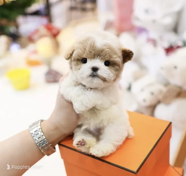 Sumo – Poodle - Toy  puppy for sale in Nevada City, CA