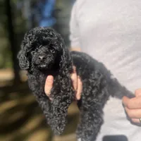 Pocus, a male Poodle - Toy  for sale in Nevada City, CA – Photo 2 of 2