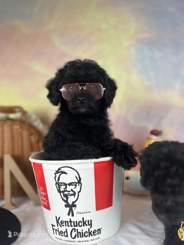 Pocus – Poodle - Toy  puppy for sale in Nevada City, CA