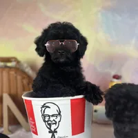 Pocus, a male Poodle - Toy  for sale in Nevada City, CA – Photo 1 of 2