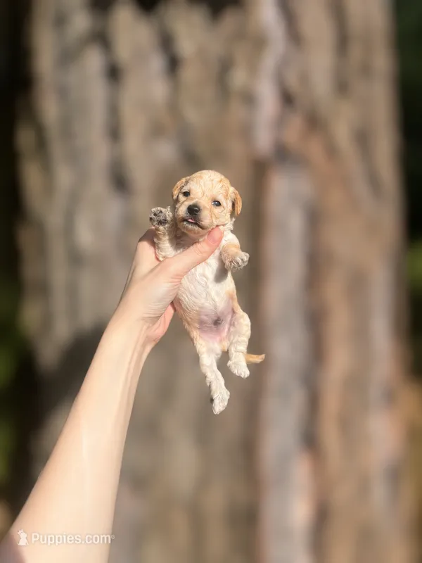 Jimmy – Poodle - Toy  puppy for sale in Nevada City, CA