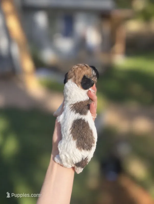 Gary – Poodle - Toy  puppy for sale in Nevada City, CA