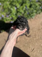 Phil, a male Poodle - Toy  for sale in Nevada City, CA – Photo 5 of 5