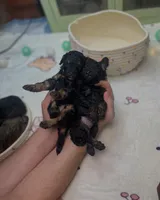 Phil, a male Poodle - Toy  for sale in Nevada City, CA – Photo 2 of 2