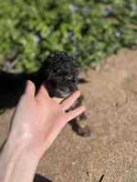 Phil, a male Poodle - Toy  for sale in Nevada City, CA – Photo 4 of 5