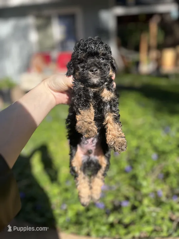Phil – Poodle - Toy  puppy on hold in Nevada City, CA